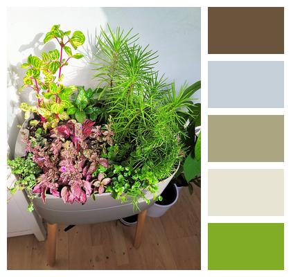 Plants Indoor Plants Pot Image